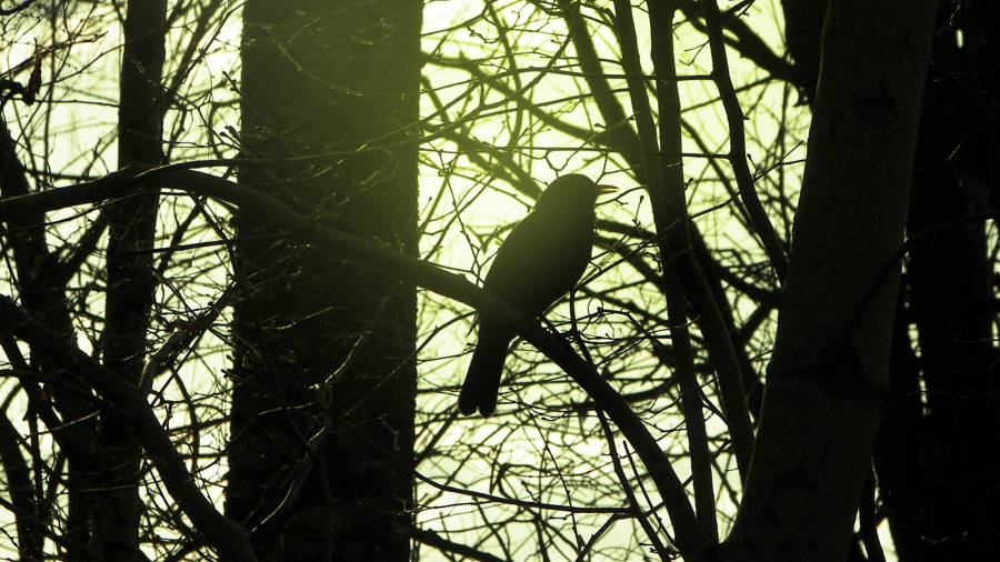 Bird.png