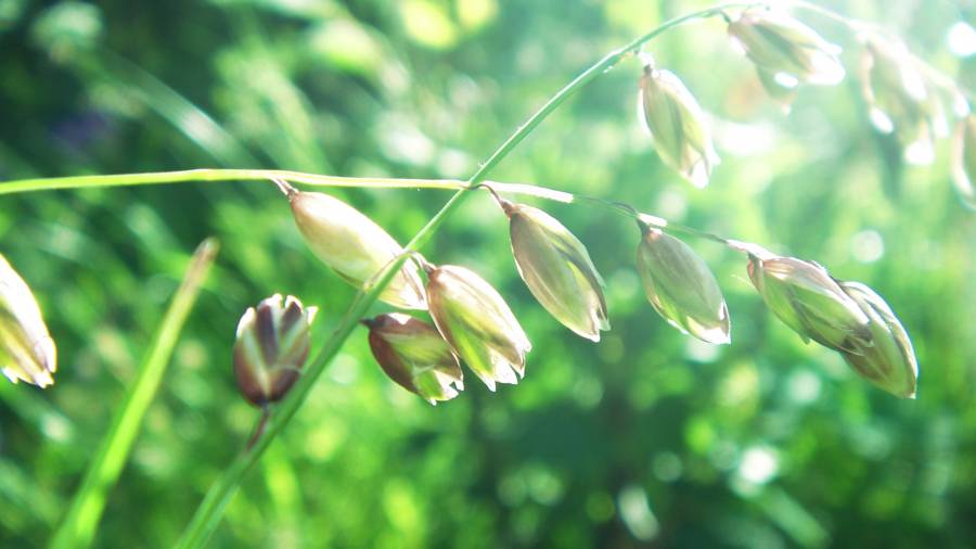 Flowers.png