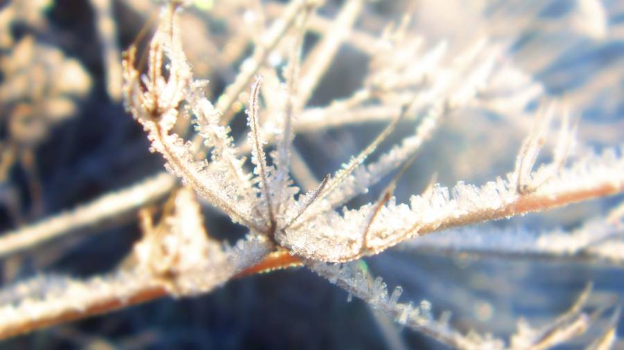 Frost.png