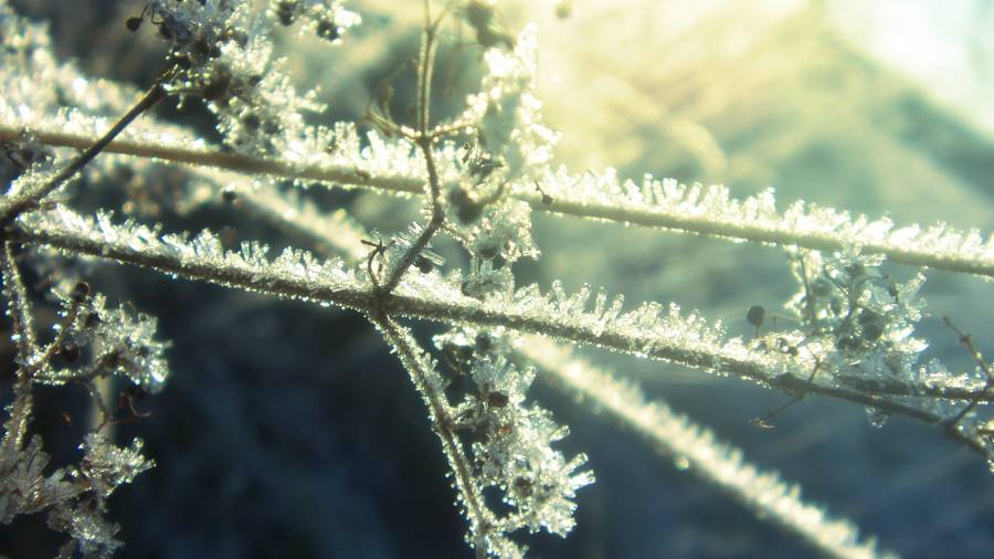 Frost2.png