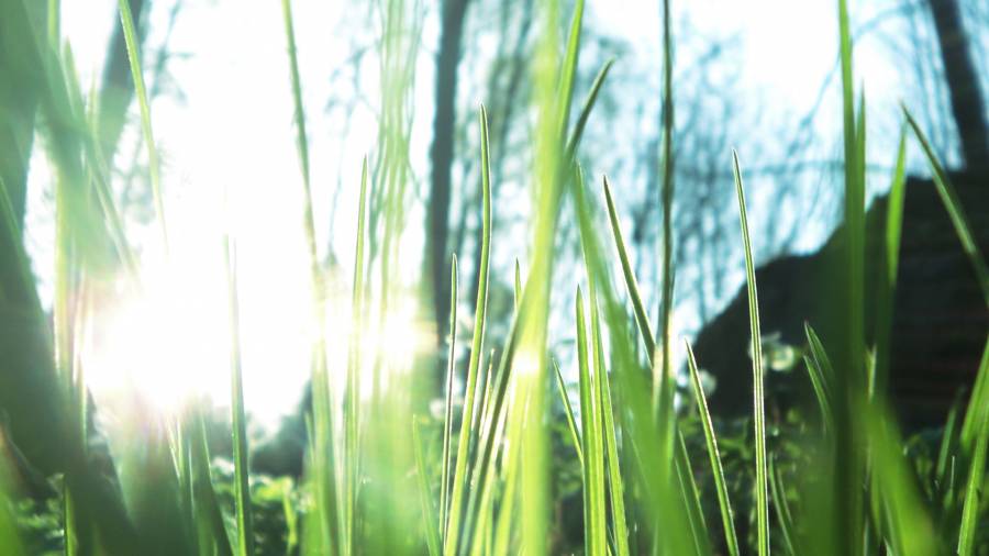 Grass.png