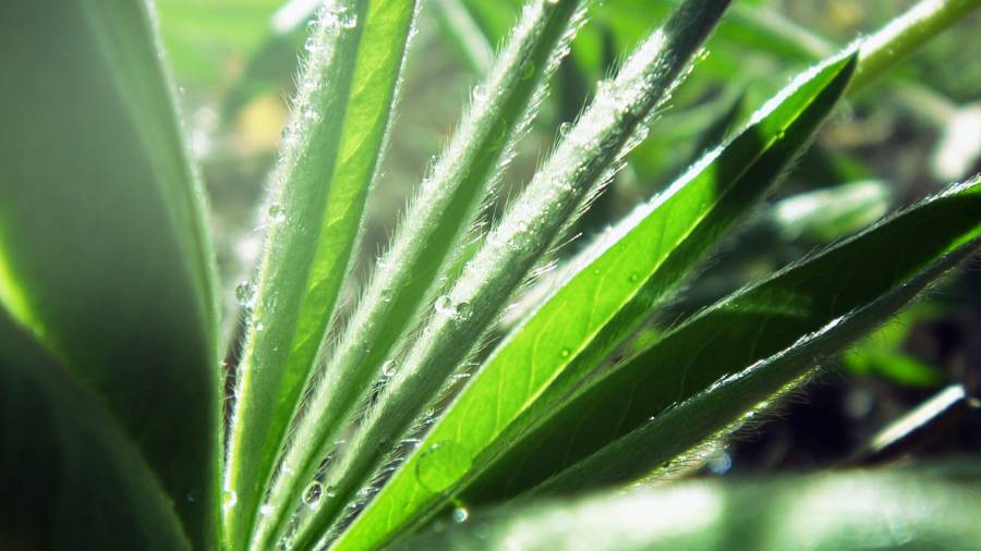 Leaf.png