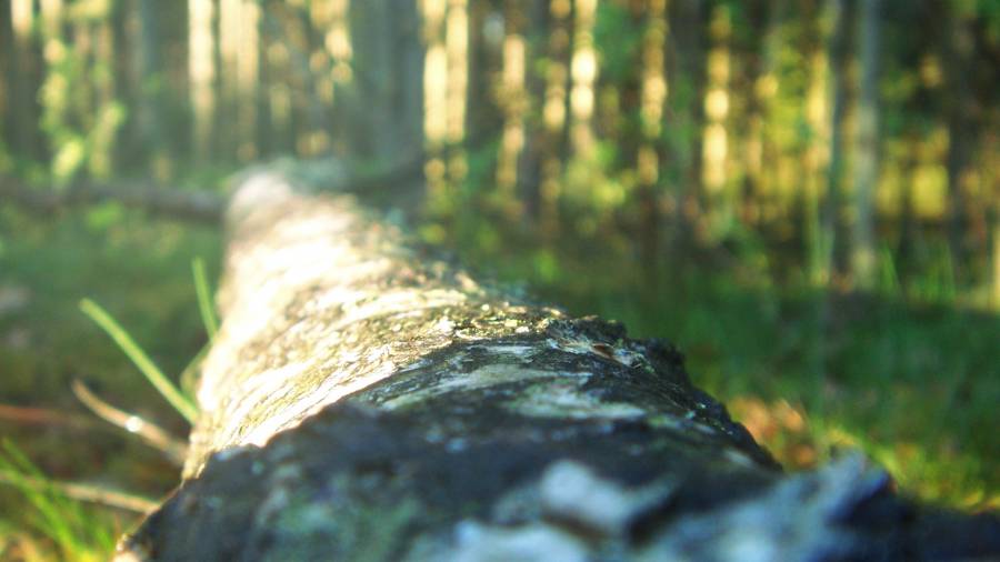 Log.png